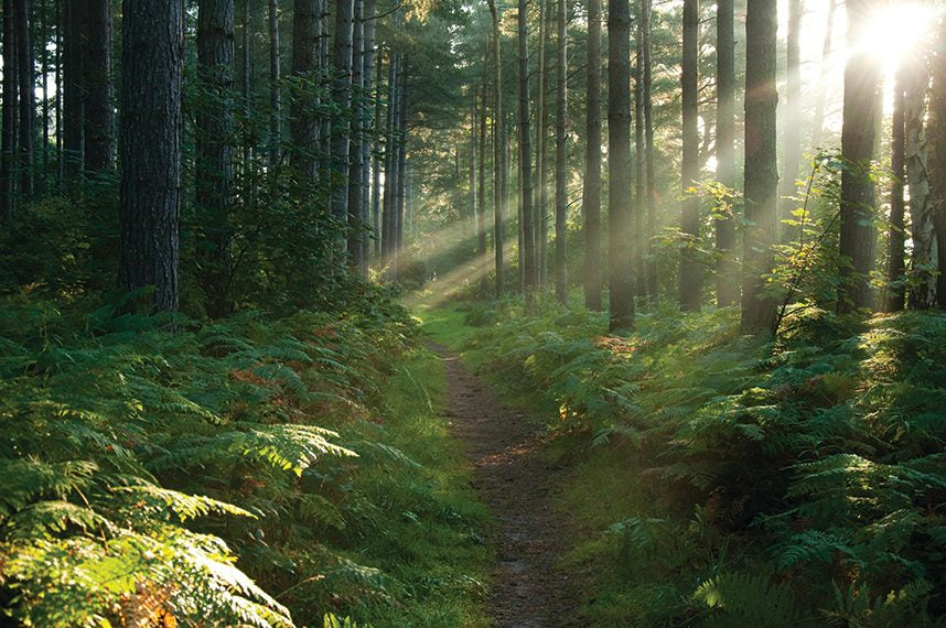 Sherwood - Sparkle Sticklebatts (4.1 oz) -  polwarth, ANGORA, Finnish, silk, firestar