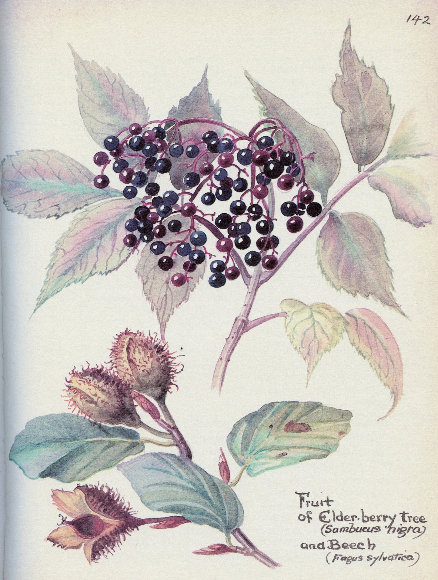 Natural Dyed Fiber Batts -Elderberry Tree - 80% wool, 20% silk - 5.8 oz. - Inglenook Fibers