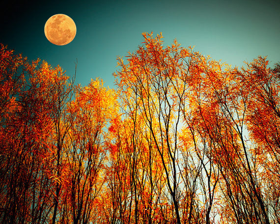 Harvest Moon - Oatmeal Haunui 20.8 mic