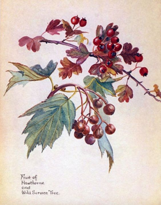 Natural Dyed Fiber Batts -Hawthorne Tree - 80% wool, 20% silk - 6.6 oz. - Inglenook Fibers