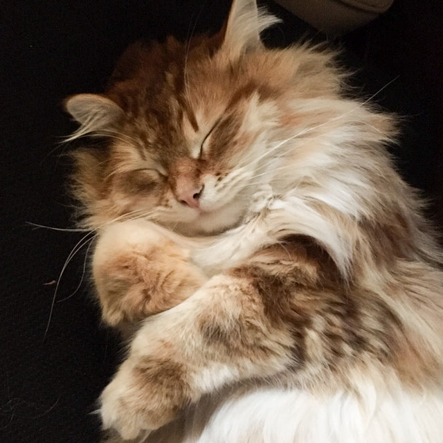 Mungo - Sticklebatts - 30% Cormo fleece, merino, silk, bamboo, silk noil - Inglenook Fibers