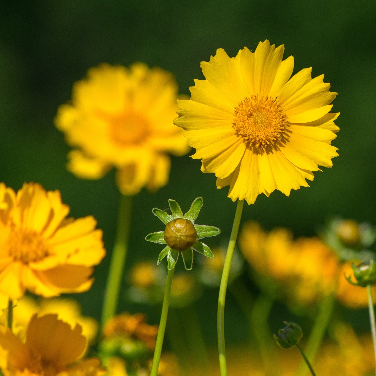 Coreopsis (5.8 oz)-Glazed Solid - Targhee/silk/ bamboo (80/10/10)