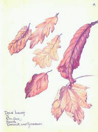 Natural Dyed Fiber Batts -Elm Leaves - 80% wool, 20% silk - 4.1 oz. - Inglenook Fibers