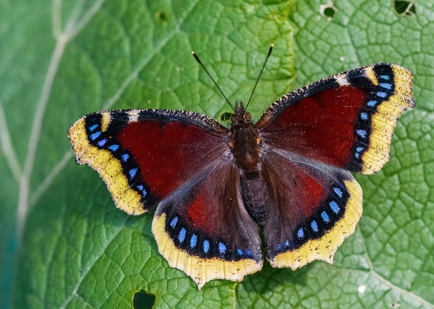 Mourning Cloak Butterfly - Lepidoptery Blends - Merino/ Mulberry Silk/ Sari Silk/ Tweed Blend/ Bamboo (40/25/15/10/10)