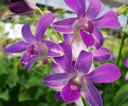 Dendrobium Orchid - Non-Sparkle Sticklebatts -(4.1 oz) Bond fleece, CASHMERE, merino, silk, bamboo