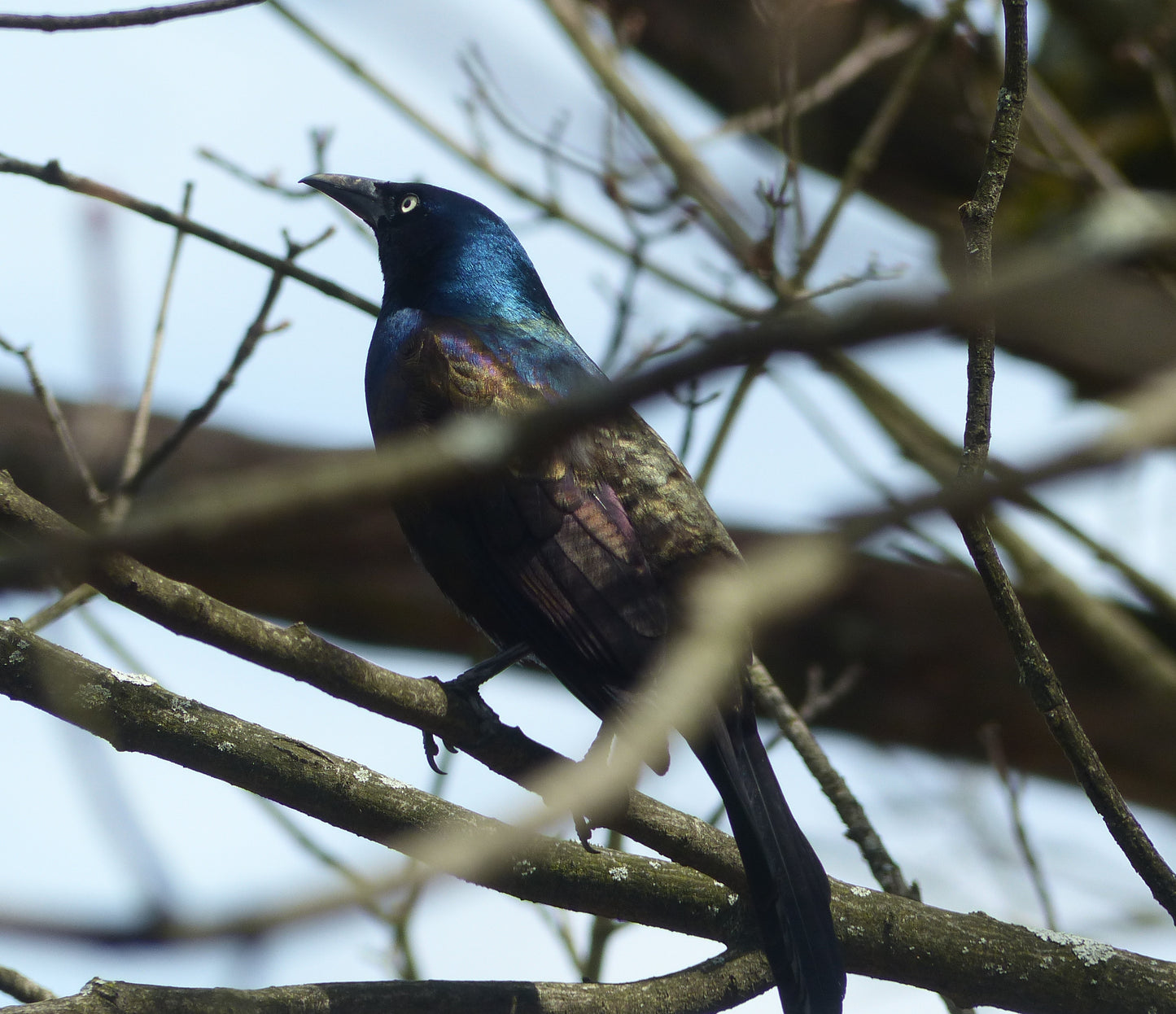 Grackle -Sparkle Sticklebatts -30% Corrie fleece; polwarth, merino, silk, bamboo, silk noil