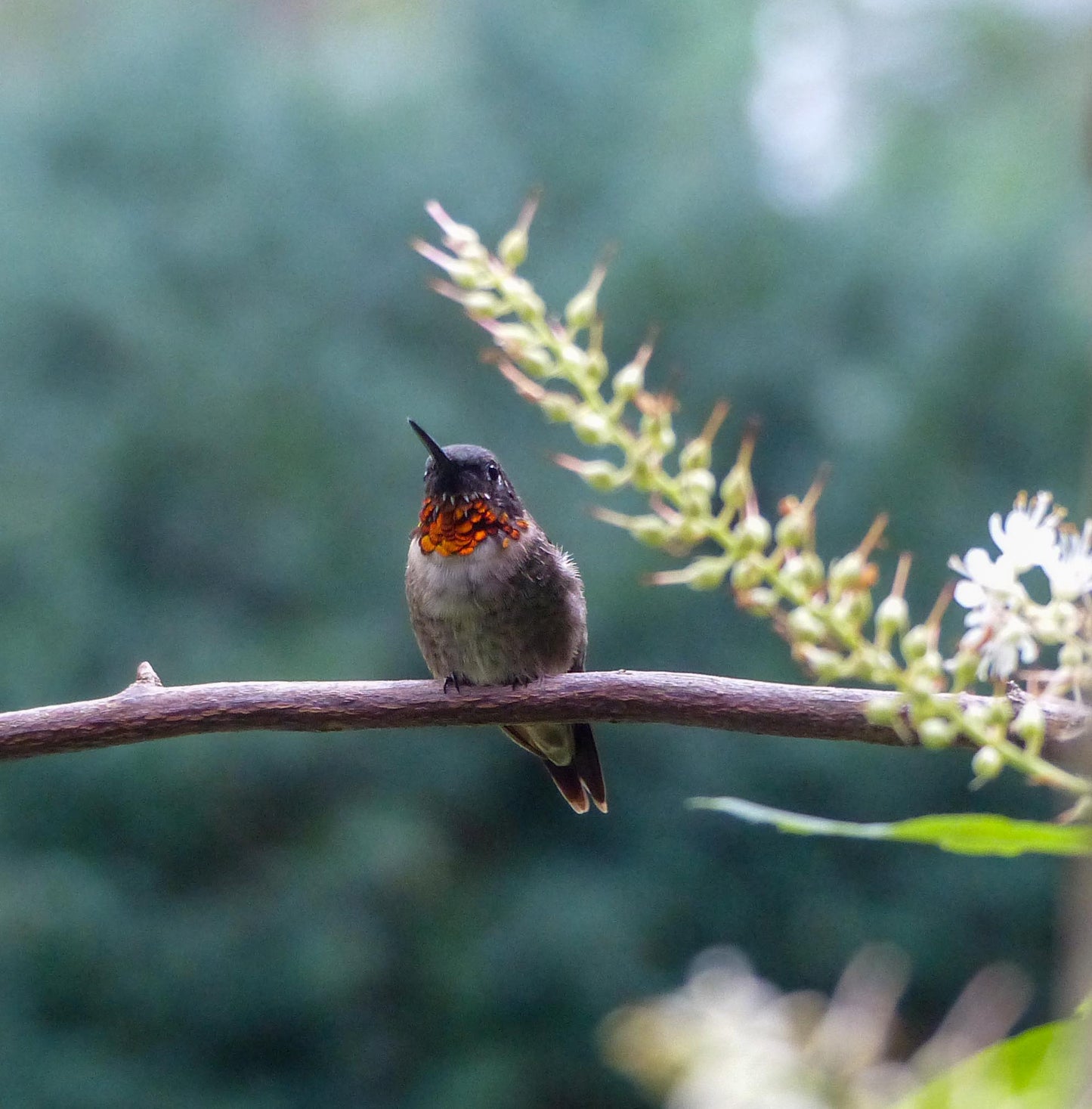 Ruby Throat- Batt in a Braid #43 - Dorset/Cheviot/Kid Mohair (60/20/20)