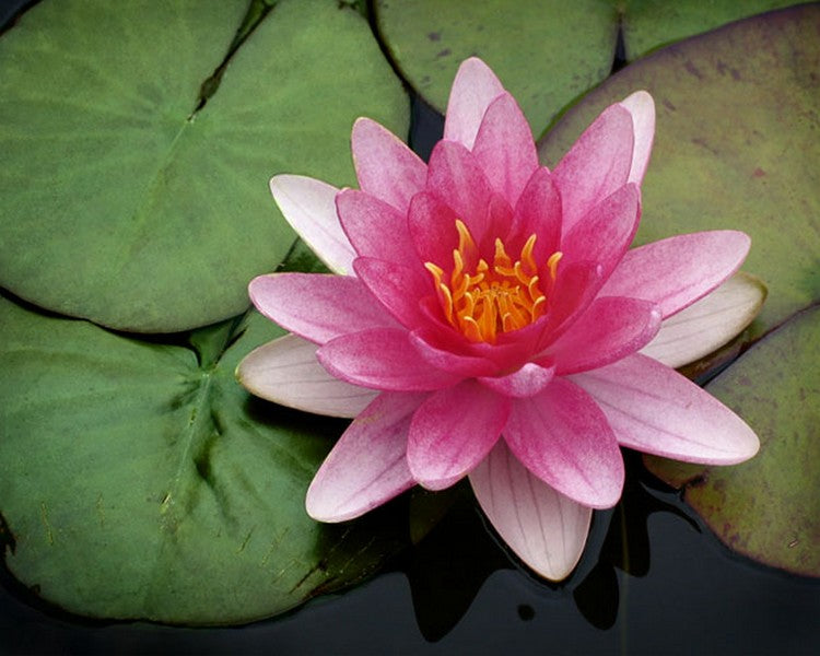 Batt in a Braid #29 - Lotus -(5.2 oz.) Rambouillet / Tussah / Flax (40/40/20) - Inglenook Fibers