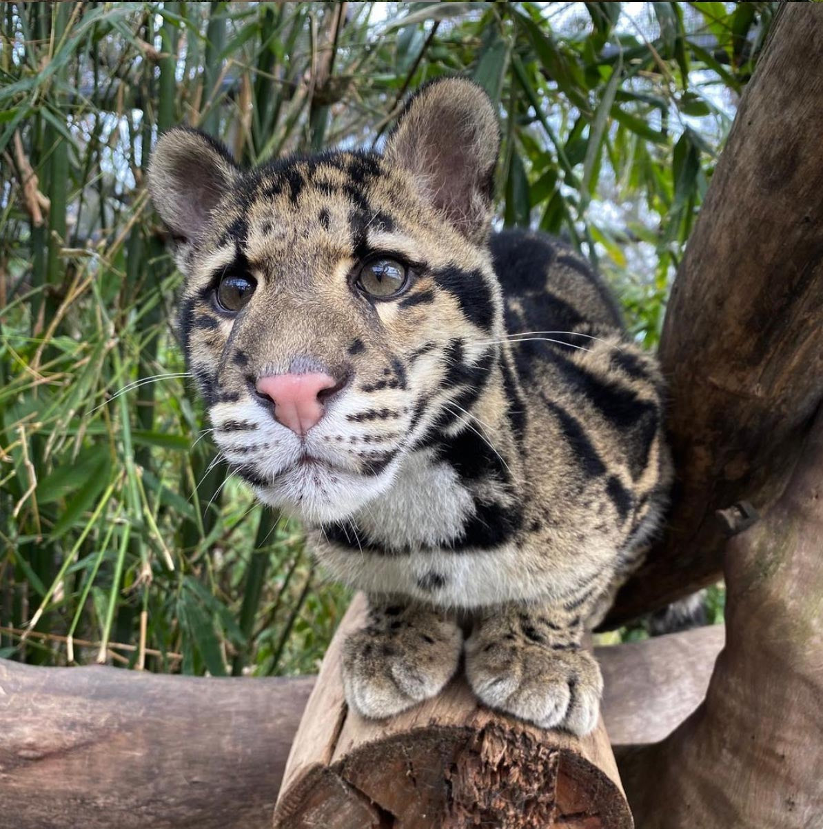 Non-sparkle Sticklebatts -Clouded Leopard- 30% Bond Fleece; merino, Shetland, polwarth, silk, bamboo, silk noil