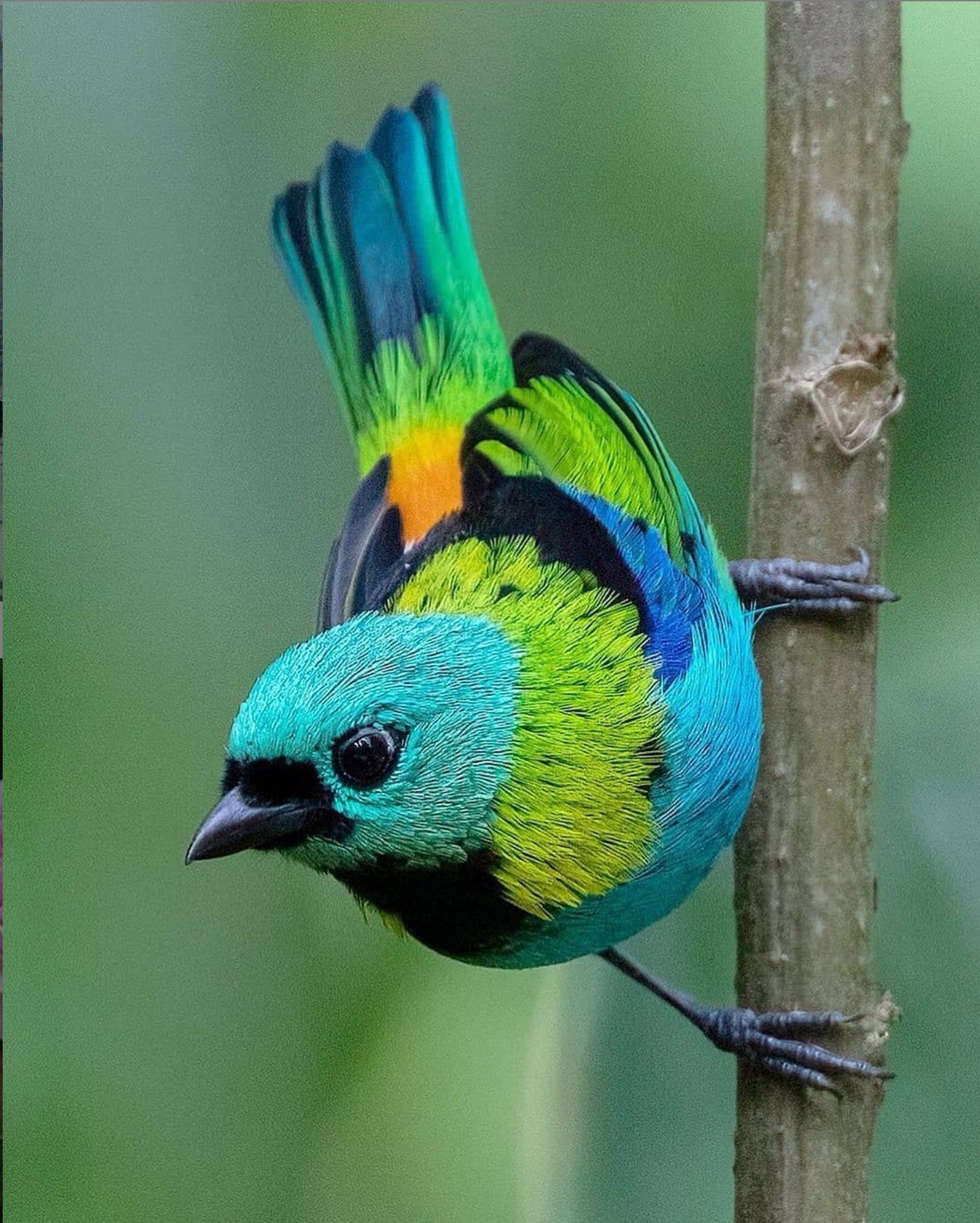 Non-Sparkle Roly-Poly Batts - Green Headed Tanager (3.7 oz)- 30% Bond Fleece ; merino, polwarth, silk, bamboo, silk noil