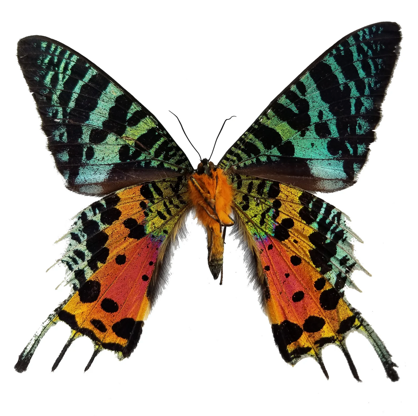 Sunset Madagascar Butterfly - Lepidoptery Blends - Merino/ Mulberry Silk/ Sari Silk/ Tweed Blend/ Bamboo (40/25/15/10/10)