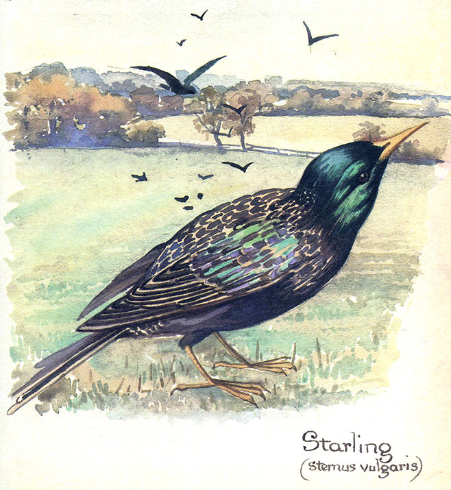 Natural Dyed Fiber Batts -Starling - 80% wool, 20% silk - 4.3 oz. - Inglenook Fibers