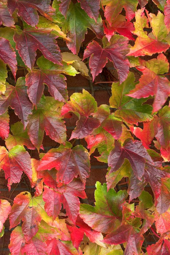 Batt in a Braid #31-Woodbine-( 5.2 oz. ) - Polwarth/ Mulberry Silk / Baby Alpaca / Rainbow Firestar/ Tencel( 40/25/15/10/10) - Inglenook Fibers