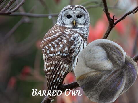 Owls of New England - Non-Sparkle Sticklebatts -Border Leicester/cvm/Rambouillet Romeldale X fleeces; merino, corriedale, polwarth, silk, bamboo, silk noil