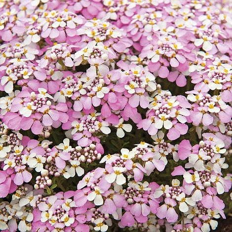 Candytuft - Custom Blended Top- Shetland/ BFL/ Bio-Nylon ) (50/25/25)