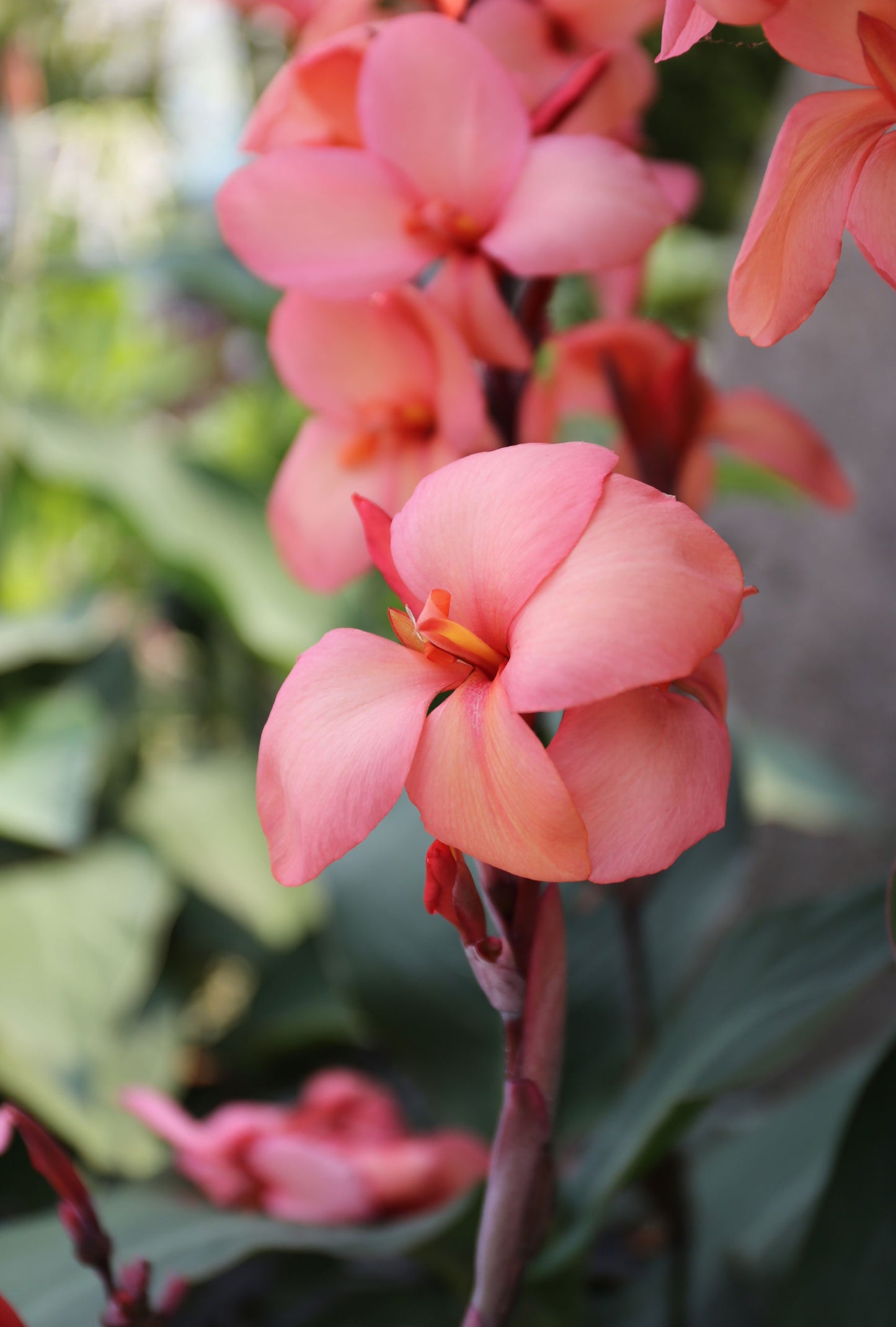 Coral Canna- Targhee/silk/ bamboo (80/10/10)