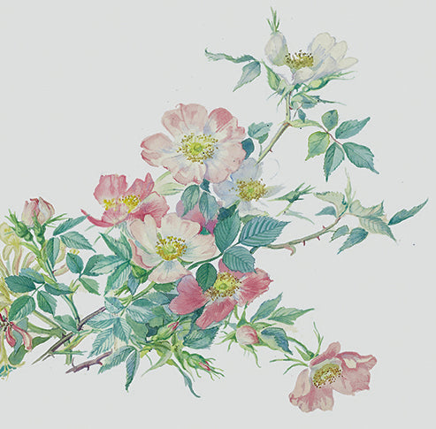 Natural Dyed Fiber Batts -Dog Rose - 80% wool, 20% silk - 4.5 oz. - Inglenook Fibers