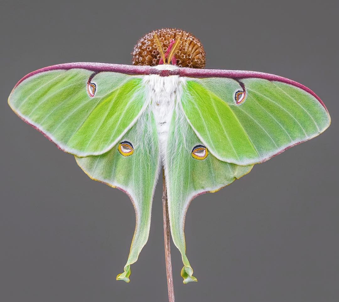 Luna Moth - Roly-Poly Batts- 30% Bond Fleece, Superfine merino, Organic Polwarth, silk, bamboo, silk noil, angelina - Inglenook Fibers