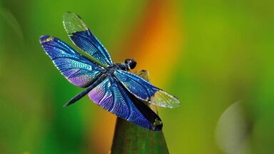Dragonfly - Organic Polwarth/Mulberry (80/20)