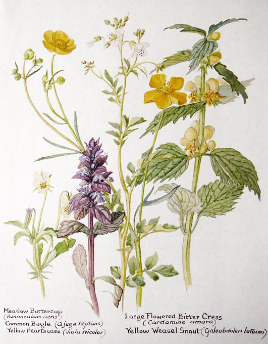 Natural Dyed Fiber Batts -Meadow Buttercup - 80% wool, 20% silk - 3.4 oz. - Inglenook Fibers