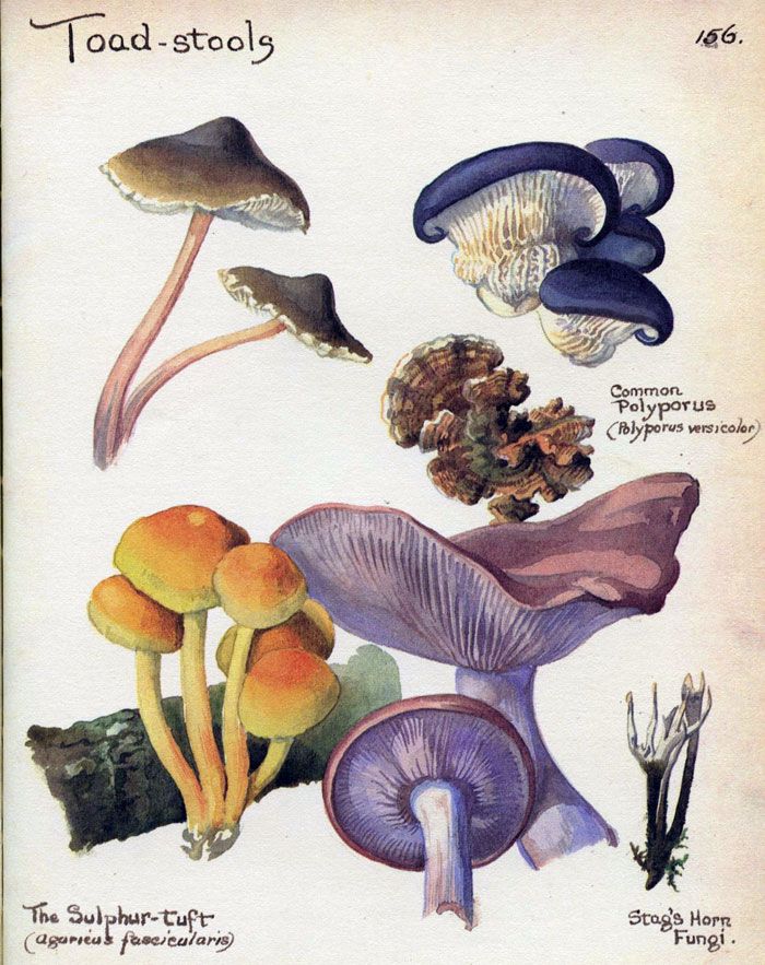 Natural Dyed Fiber Batts - Fungi - 80% wool, 20% silk - 5.1 oz. - Inglenook Fibers