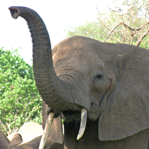 Non-sparkle Sticklebatts - Trunk (4 oz) - 30% CVM/Rambouillet/Cotswold/Finn x Fleece; merino, polwarth, silk, bamboo, silk noil