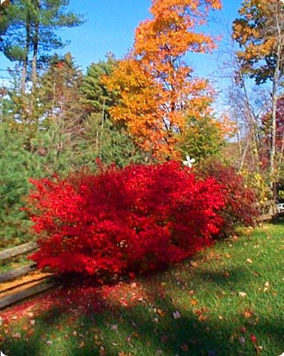 Falkland top for spinning -Burning Bush - 4.9 oz. - Inglenook Fibers