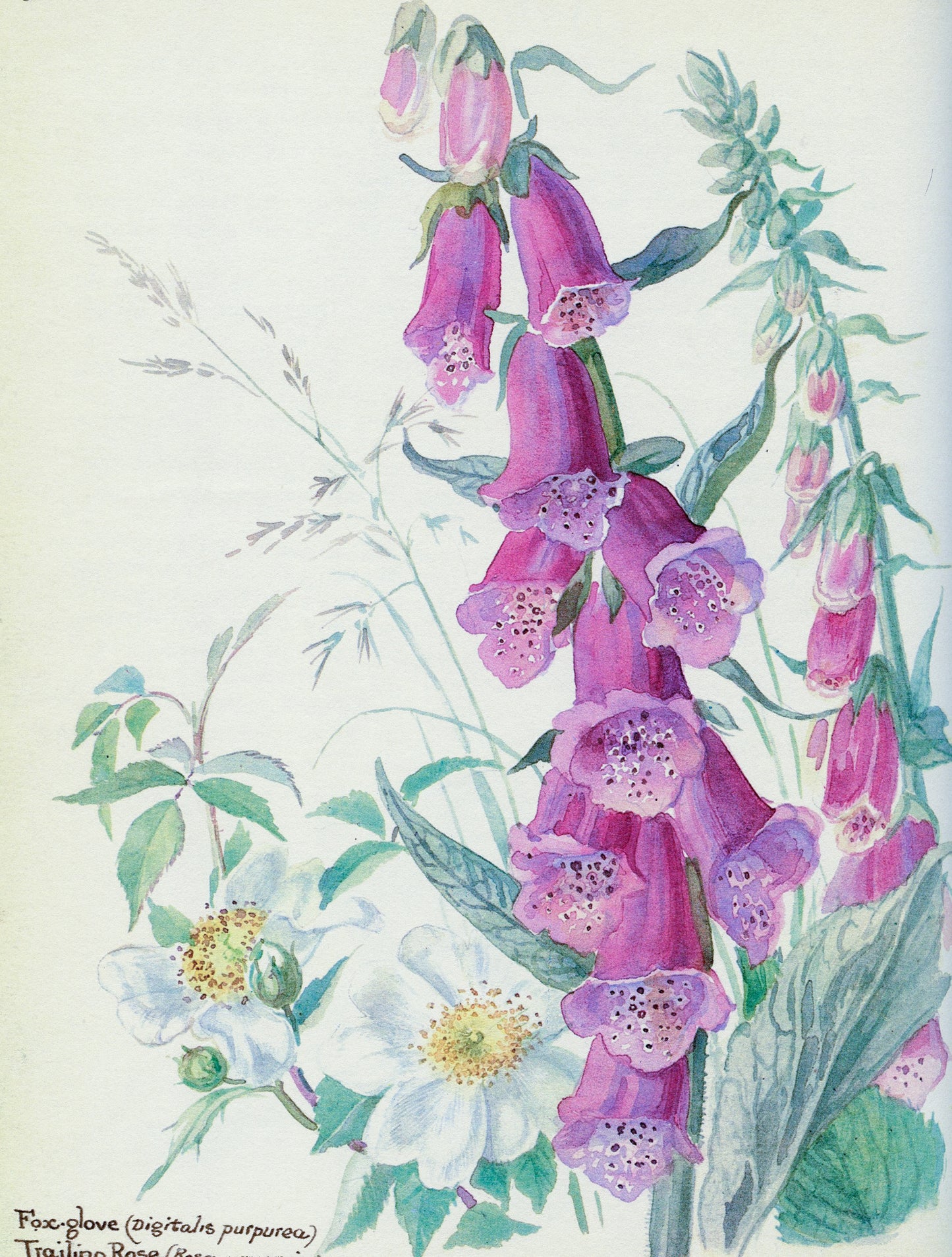 Natural Dyed Fiber Batts - Foxglove- 80% wool, 20% silk - Inglenook Fibers