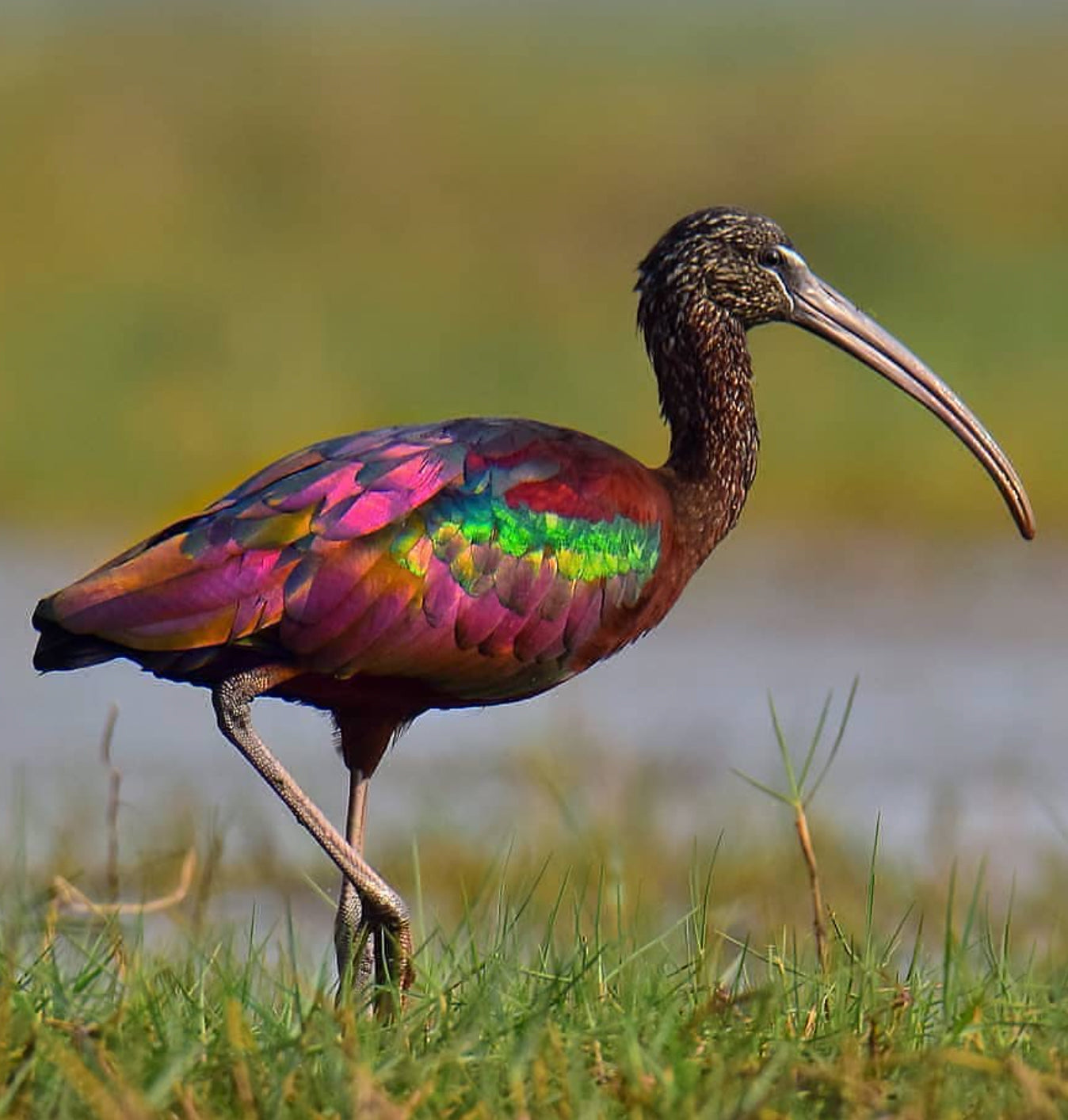 Sparkle Roly-Poly Batts - Glossy Ibis (3.9 oz) - 30% Bond Fleece ; merino, polwarth, silk, bamboo, silk noil, ANGELINA