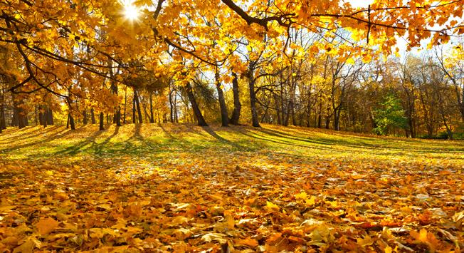 Golden Hour (5.6 oz) - Batt in a Braid #5 - Merino/ Camel/ silk/ faux cashmere/ firestar (25/25/25/12/12)