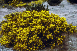 Gorse (5.8 oz) - Blue-faced Leicester/ Tussah Silk (75/25)
