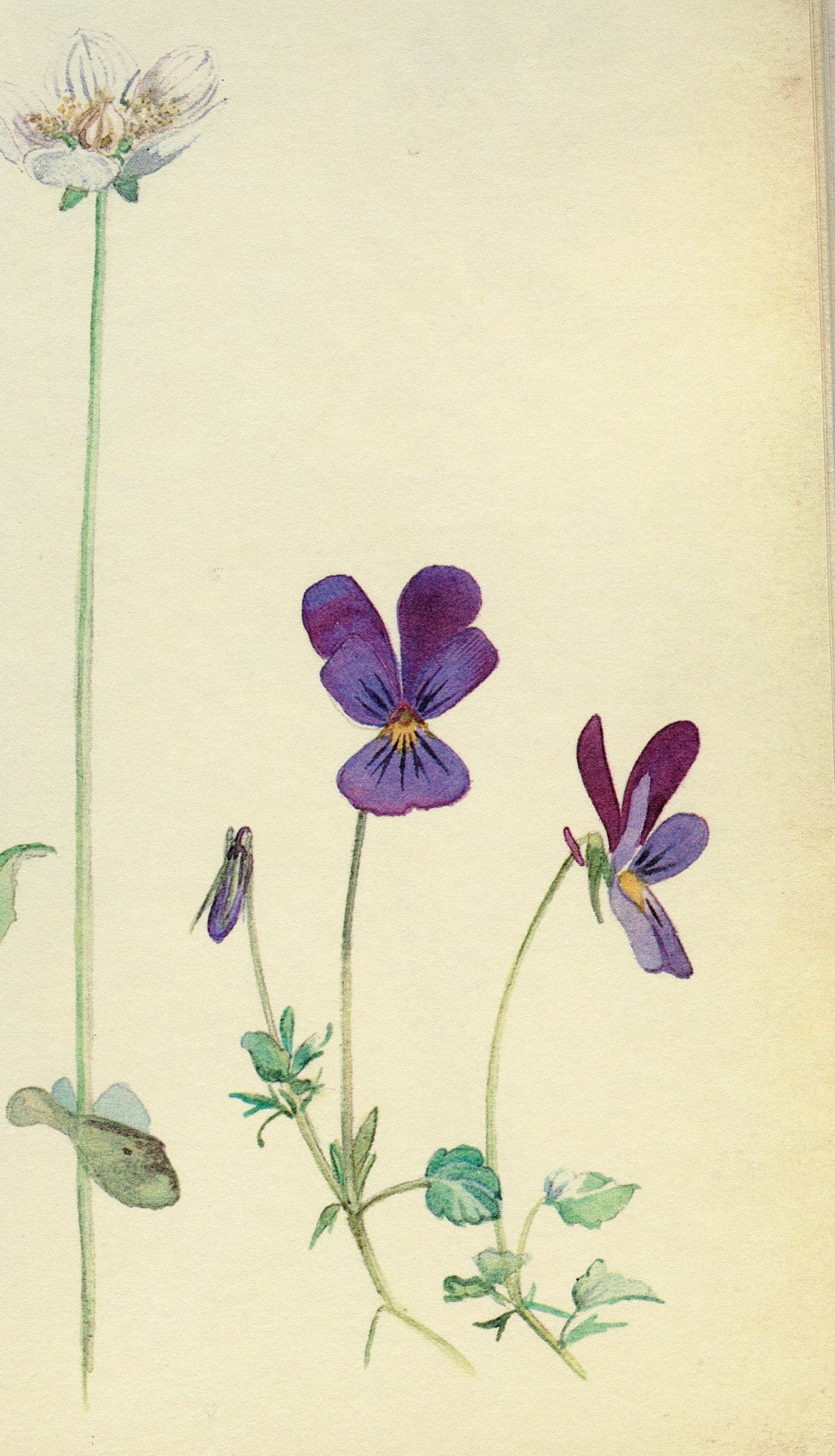 Natural Dyed Fiber Batts -Purple Heart's-ease - 80% wool, 20% silk - 3.4 oz. - Inglenook Fibers