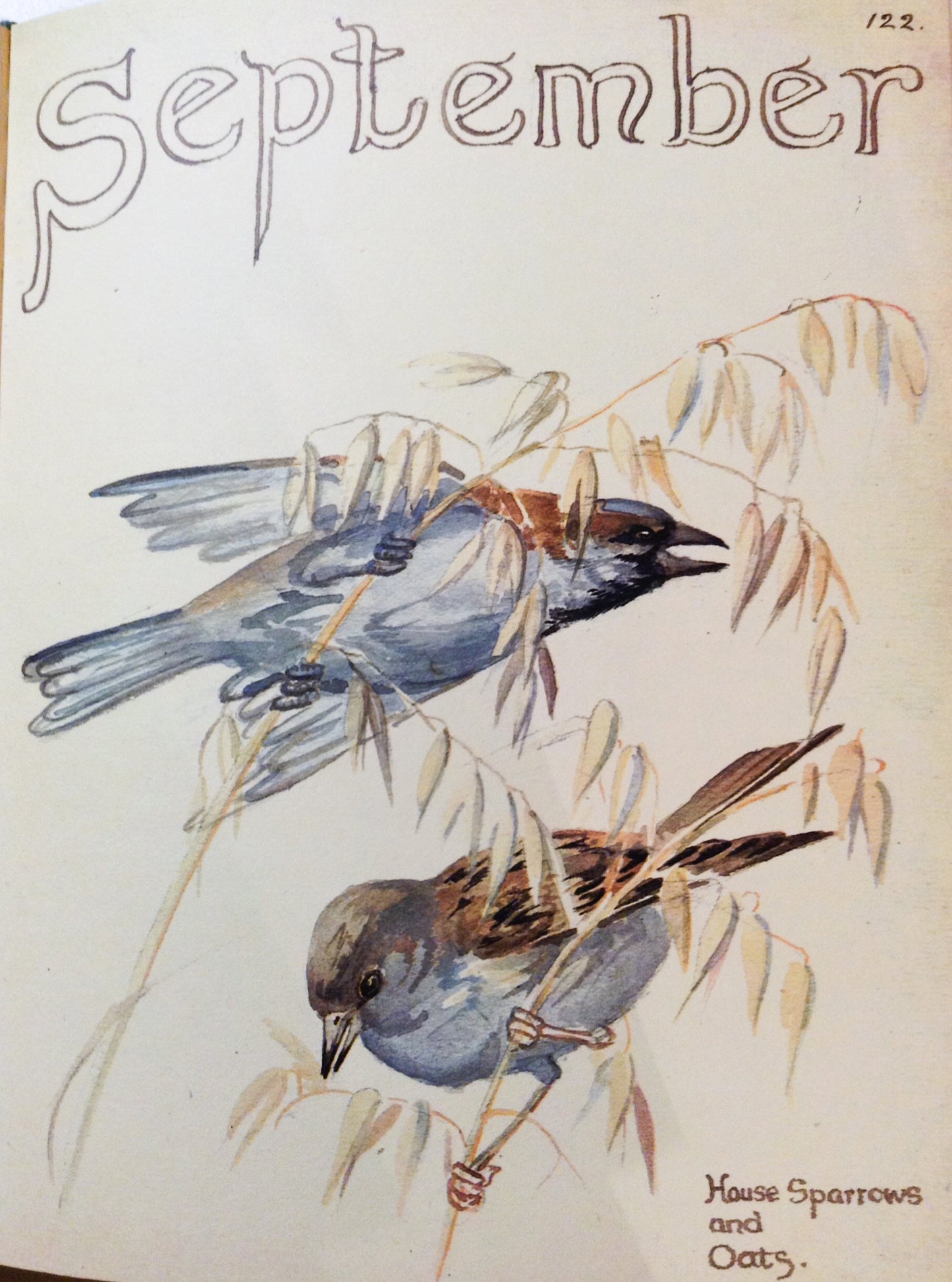 Natural Dyed Fiber Batts - House Sparrows - 80% wool, 20% silk - Inglenook Fibers