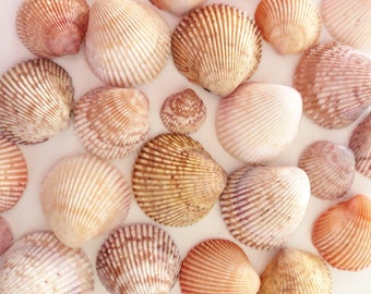 Cockle Shells - Sparkle Sticklebatts -(4 oz) Bond fleece, gotland, camel, alpaca, merino, silk, bamboo, rose fiber, sari silk, silk noil, angelina