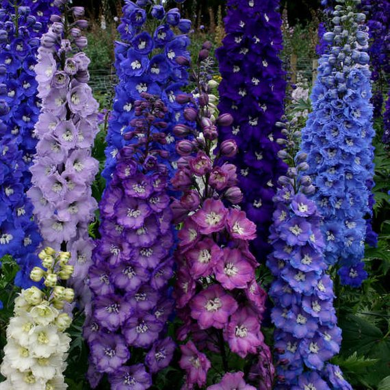 Delphiniums - Sticklebatts (4 oz) - 30% Bowmont x Dorset fleece; merino, rambouillet, bfl, silk, bamboo, silk noil, angelina - Inglenook Fibers
