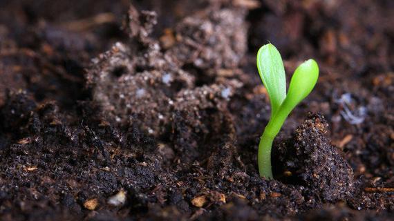 Good Soil - Sticklebatts (4.1 oz) - 30% CVM fleece; merino, corriedale, rambouillet, silk, bamboo, silk noil - Inglenook Fibers