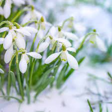 Snowdrop -(8.5 oz) Gradient Braid Set - Organic Polwarth/ Mulberry silk