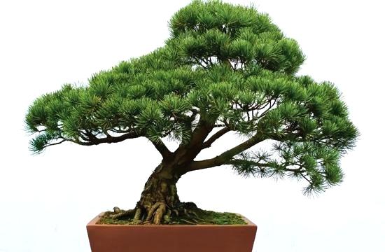 Bonsai - Sticklebatts - 30% Corriedale top; merino, rambouillet, silk, bamboo, silk noil, angelina - Inglenook Fibers