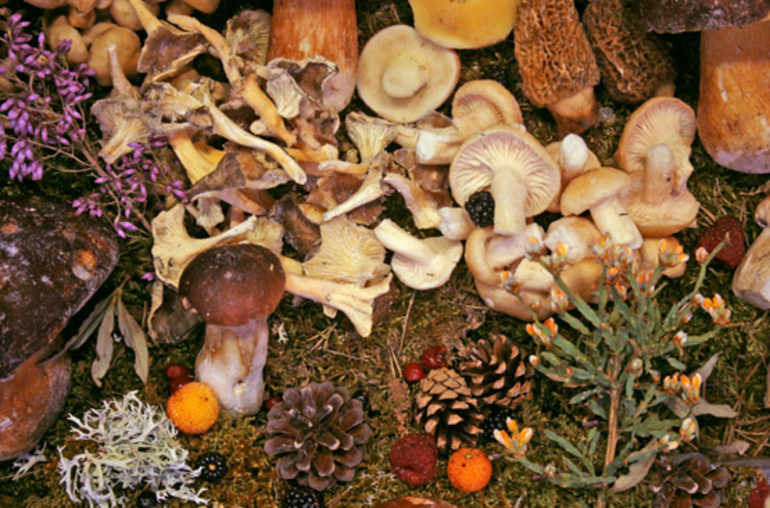 Les Champignons - Sticklebatts- YAK, merino, camel, alpaca, silk, rambo, bamboo