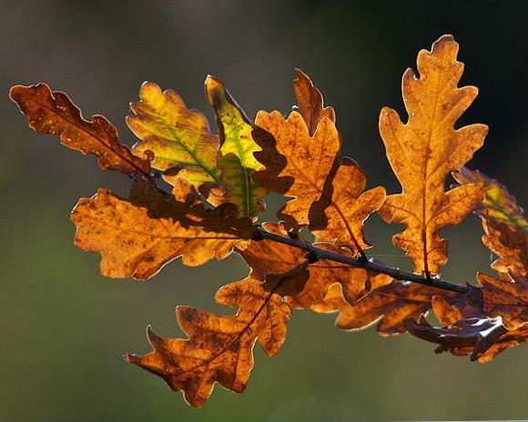 Batt in a Braid #29 -Bronze Oak (6.3 oz.) Rambouillet / Tussah / Flax (40/40/20) - Inglenook Fibers