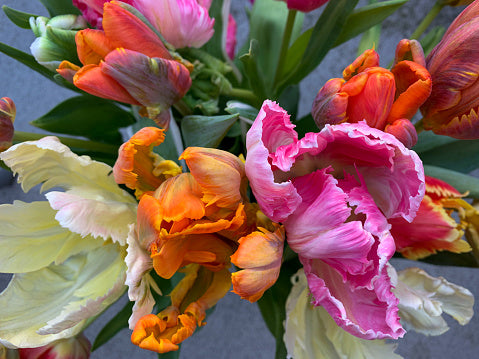 Parrot Tulips - NON-Sparkle Sticklebatts -Camel, merino, polwarth, silk, sari silk, bamboo