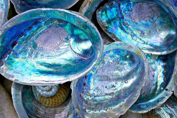 Abalone -( 8.5 oz) Gradient Braid Set - Organic Polwarth/ Mulberry silk (80/20)