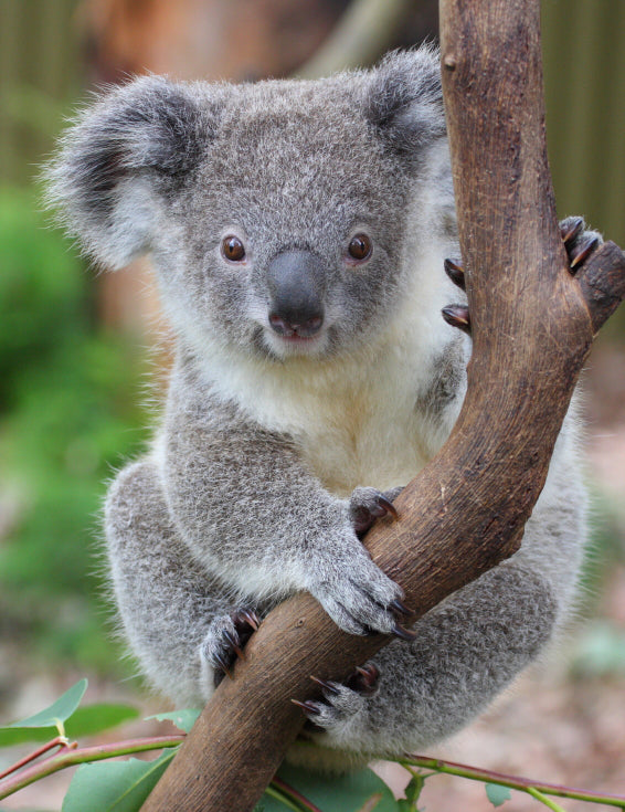 Koala - Non-Sparkle Sticklebatts - 25% Australian Bond fleece, merino, alpaca, corriedale, falkland, silk, bamboo, silk noil - Inglenook Fibers