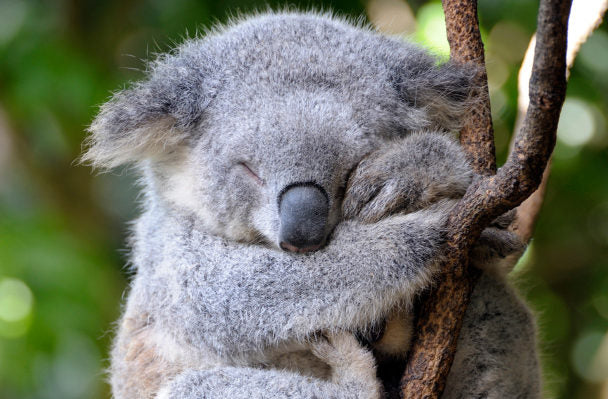 Koala - Non-Sparkle Sticklebatts - 25% Australian Bond fleece, merino, alpaca, corriedale, falkland, silk, bamboo, silk noil - Inglenook Fibers