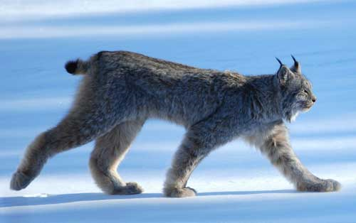 Canada Lynx - Sticklebatts-( 4 oz. ) Mohair Fleece, merino, silk, alpaca, bamboo, manx loaghtan, silk noil - Inglenook Fibers