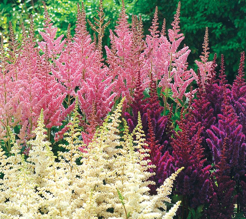 Astilbe - Sticklebatts-( 3.65 oz. ) CAMEL, YAK, merino, alpaca, silk, rambo, bamboo