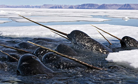Narwhal - Merino/ Silk/ Bamboo/ Icicle Stellina (60/25/10/5)