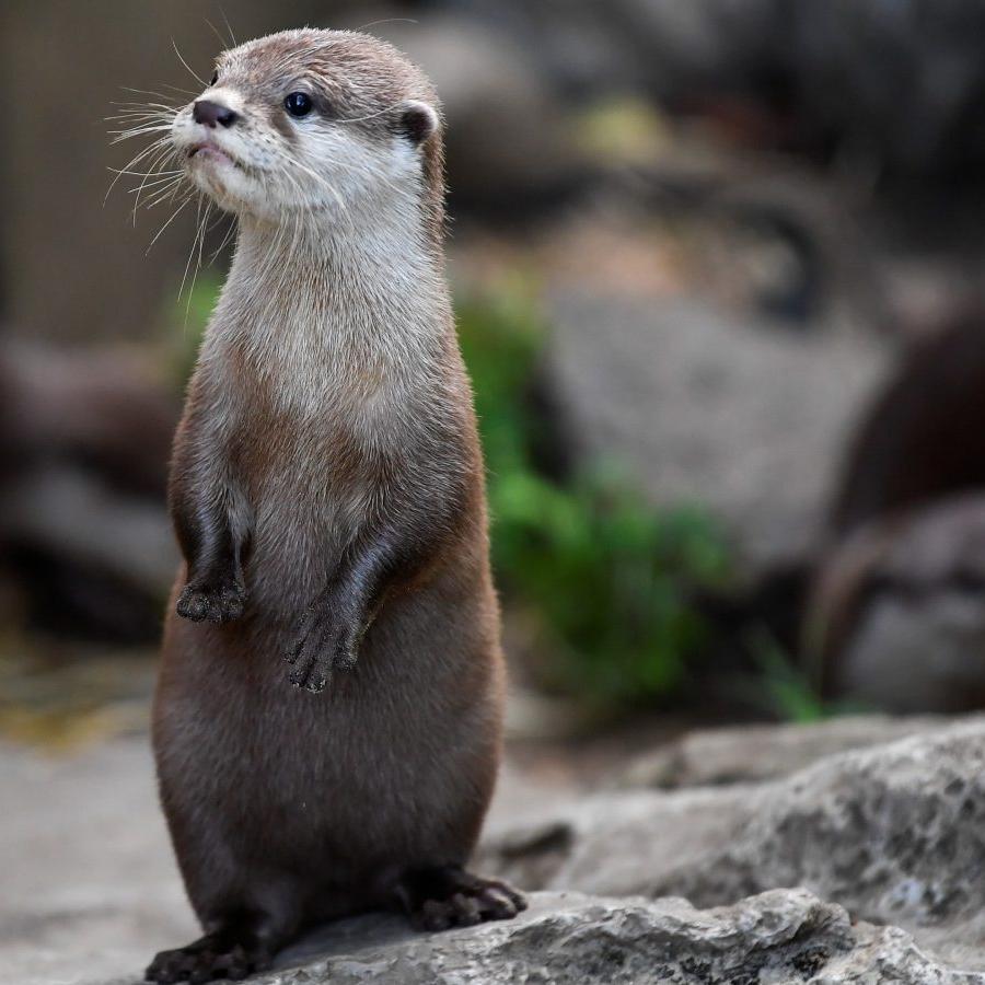 Otter (5.9 oz) - Glazed Solid - Organic Polwarth