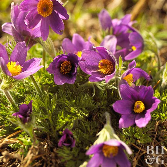 Pasque Flower (5.7 oz) - Merino/ Bamboo/ Tweed Blend (⅓ each)