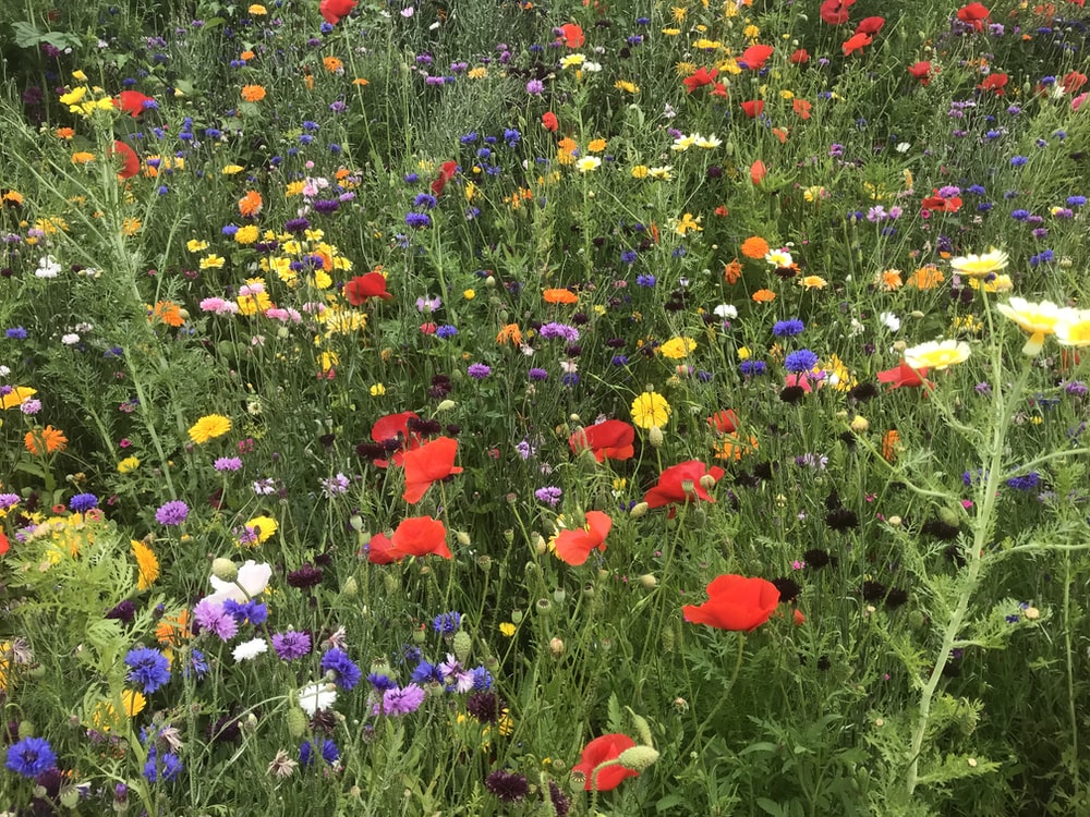 Wildflower Fields (3.9 oz) - Sparkle Sticklebatts - Southdown, mohair,YAK, merino, polwarth, rambouillet, silk, faux cashmere, sari silk, angelina
